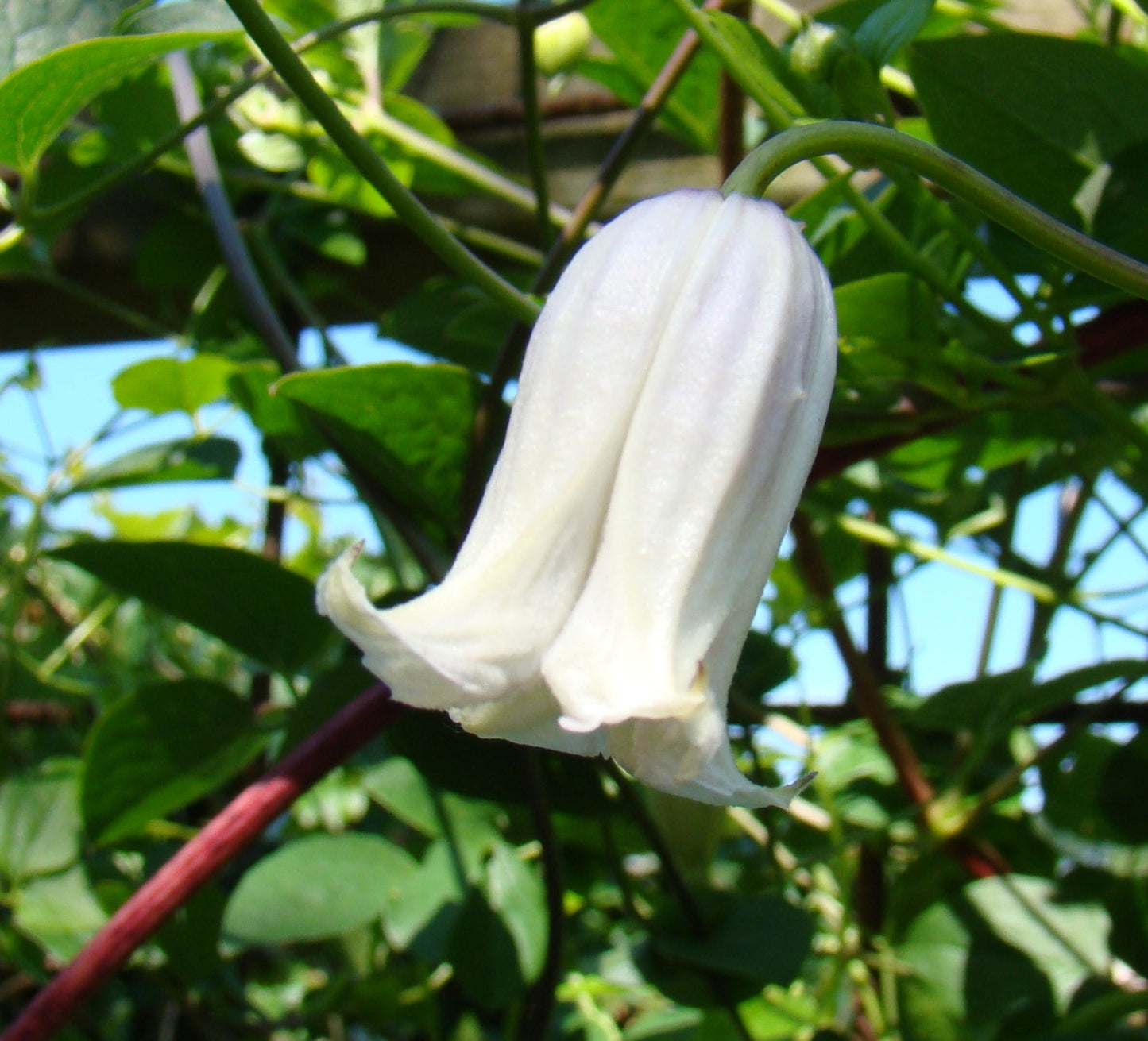 Clematis Kaiu