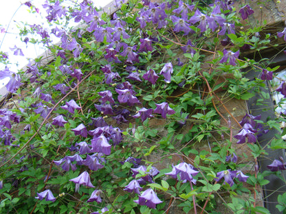 Clematis John Treasure