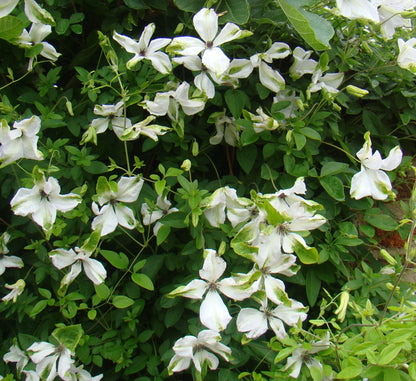 clematis alba luxurians