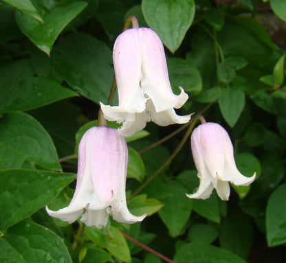 Clematis Kaiu