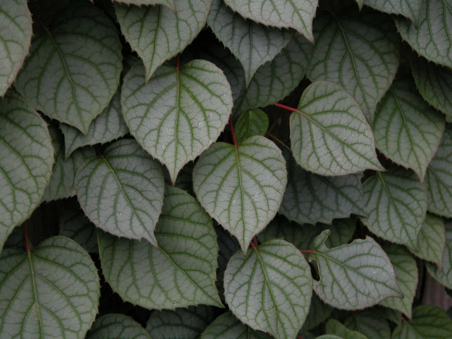 Schizophragma Moonlight