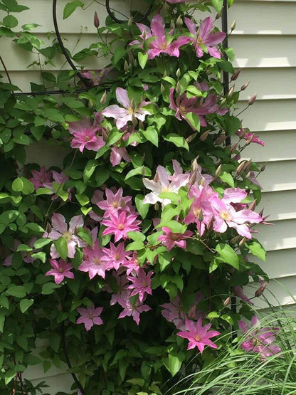 Clematis Sally