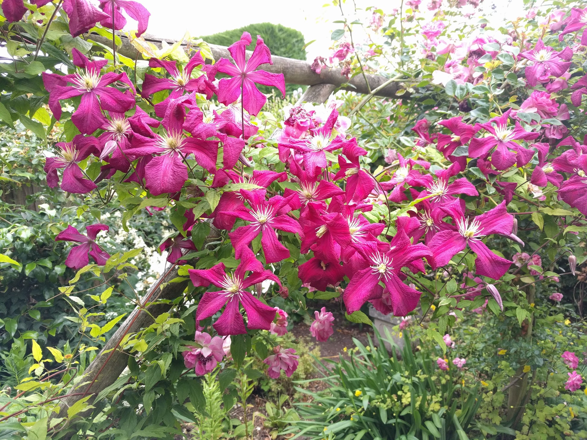 Clematis Madame Julia Correvon, Small Flowered Clematis - Brushwood Nursery, Clematis Specialists