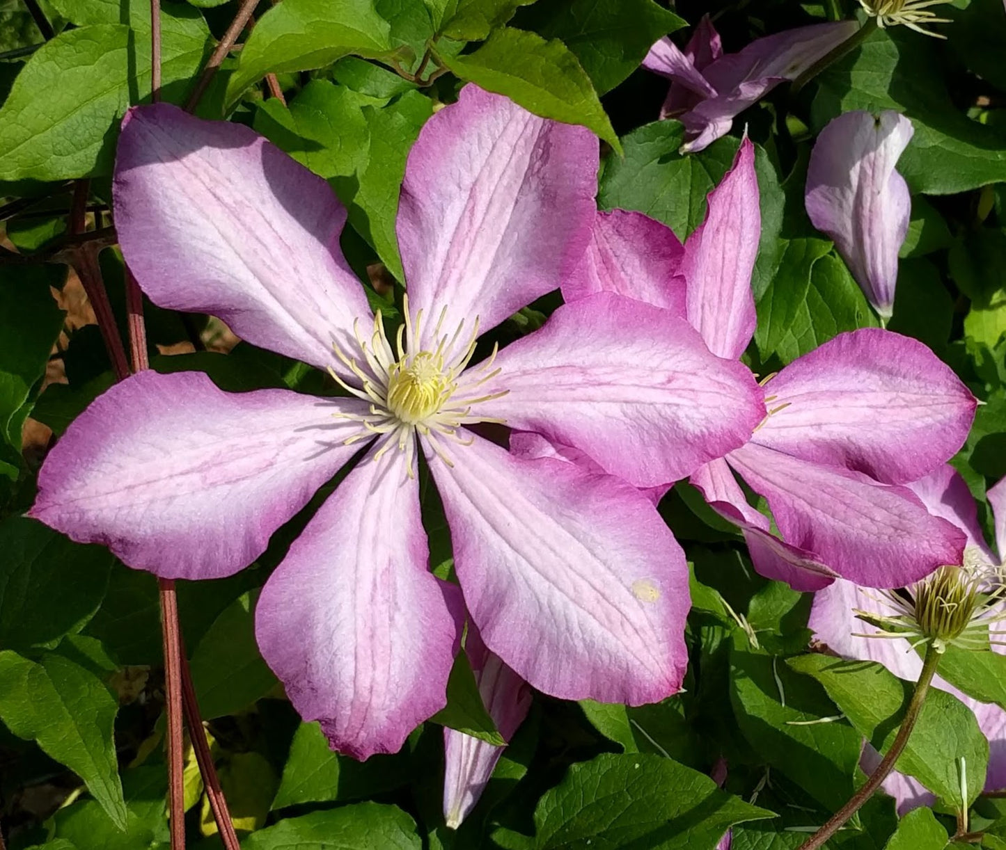 Clematis Nikolaj Rubtzov