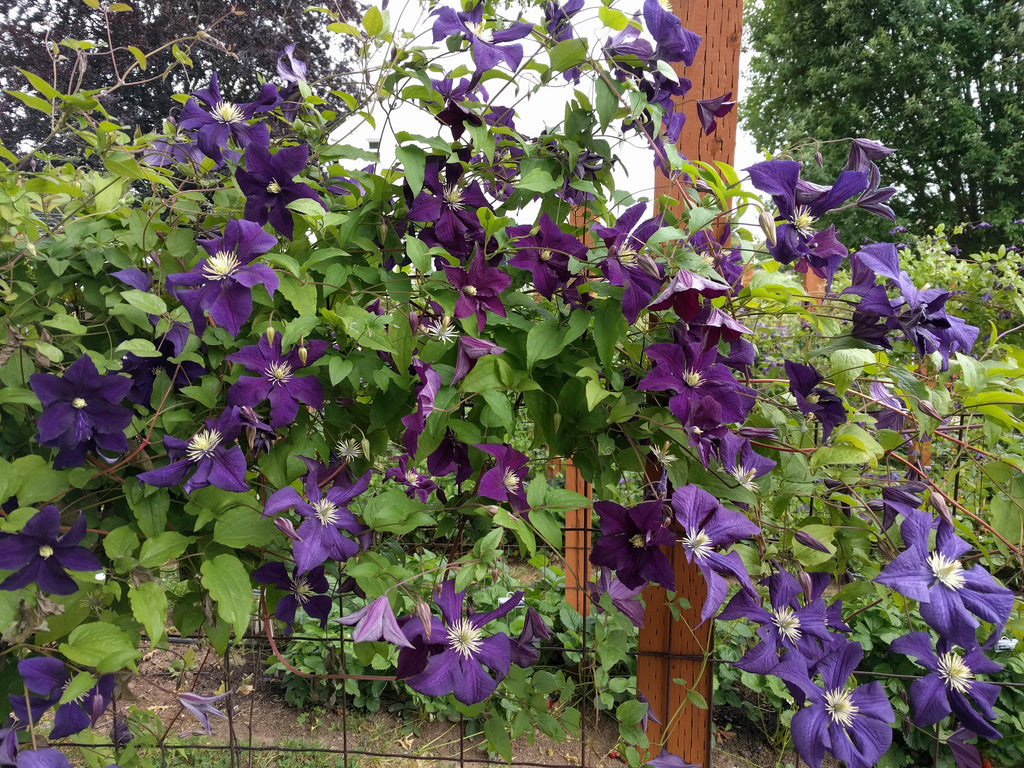 Clematis Aotearoa | Brushwood Nursery, Clematis Specialists