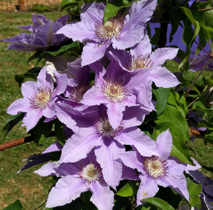 Clematis Filigree