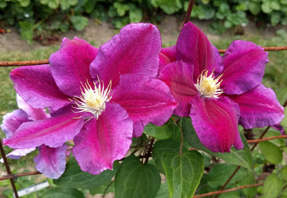 Clematis Hania