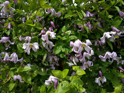 Clematis Pagoda