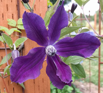 Clematis Aphrodite