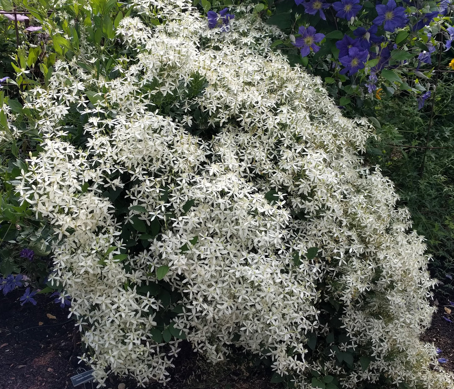 Clematis mandshurica