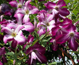 Clematis Walenburg