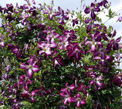 Clematis Walenburg