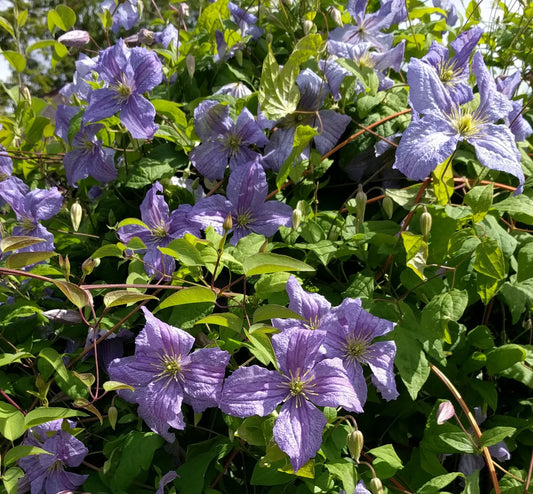 Clematis Emilia Plater