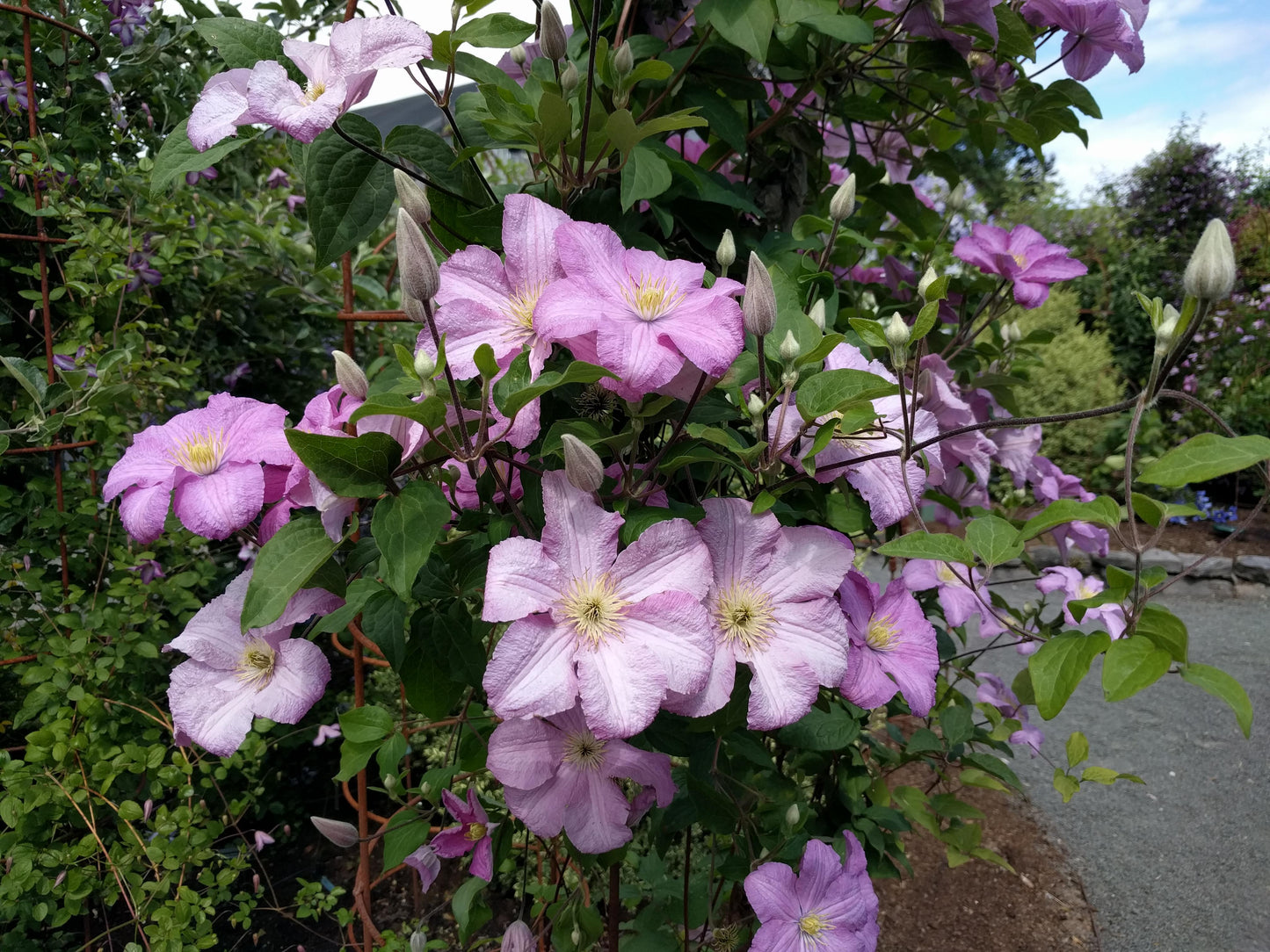 Clematis Comtesse de Bouchaud