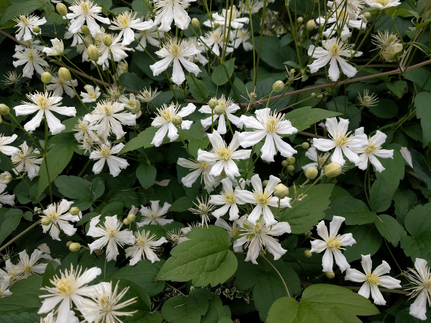 Clematis Paul Farges