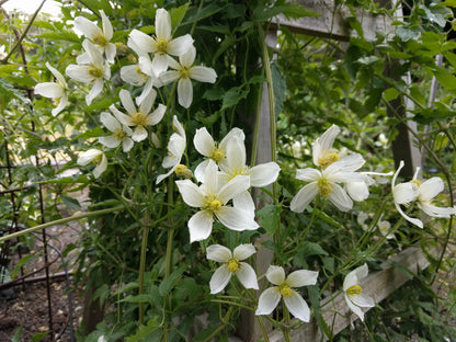 Clematis Anita