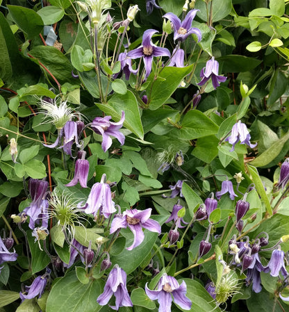 Clematis Sixten Widburg