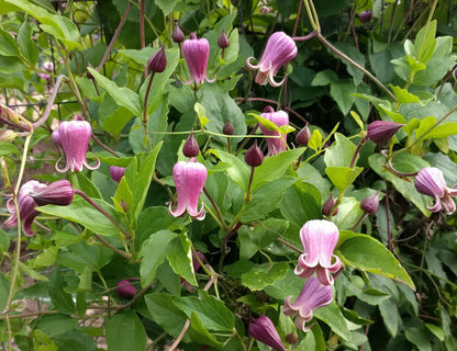 Clematis vinacea