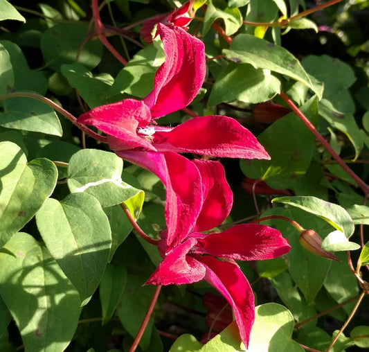 Clematis Gravetye Beauty