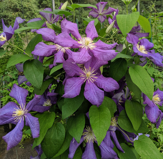 Clematis Luther Burbank