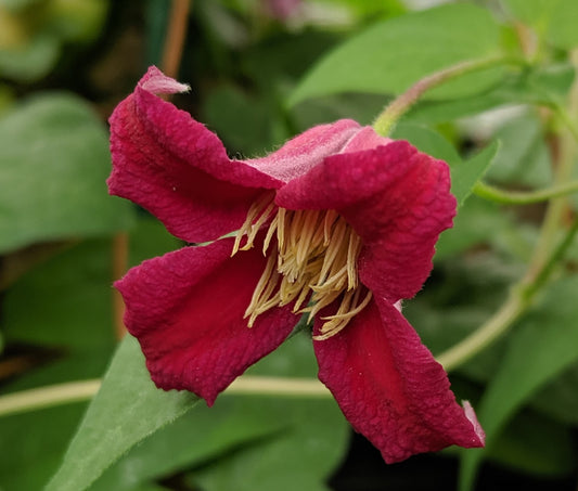 Clematis Lady Bird Johnson