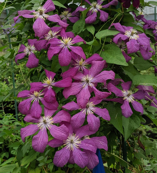 Clematis Voluceau