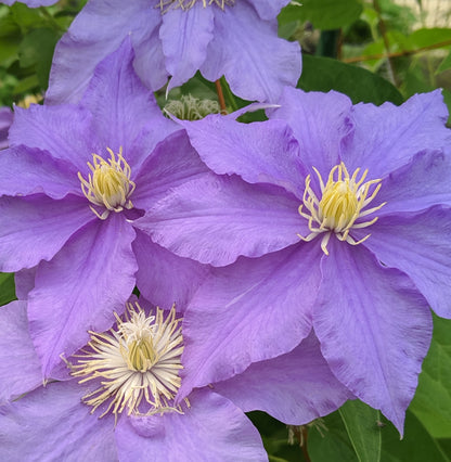 Clematis Will Goodwin, Large Flowered Clematis - Brushwood Nursery, Clematis Specialists