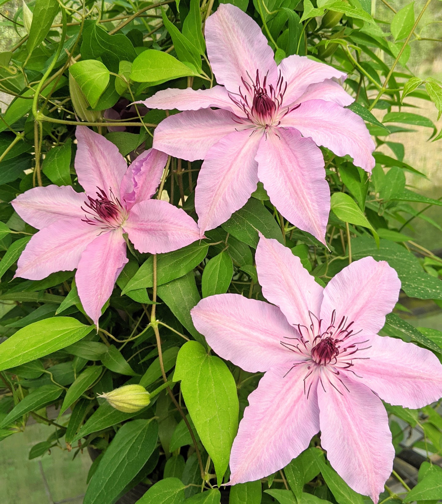 Clematis Harmony