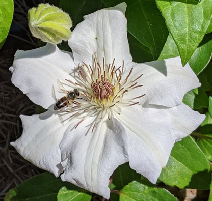 Clematis Fuyu-no-tabi