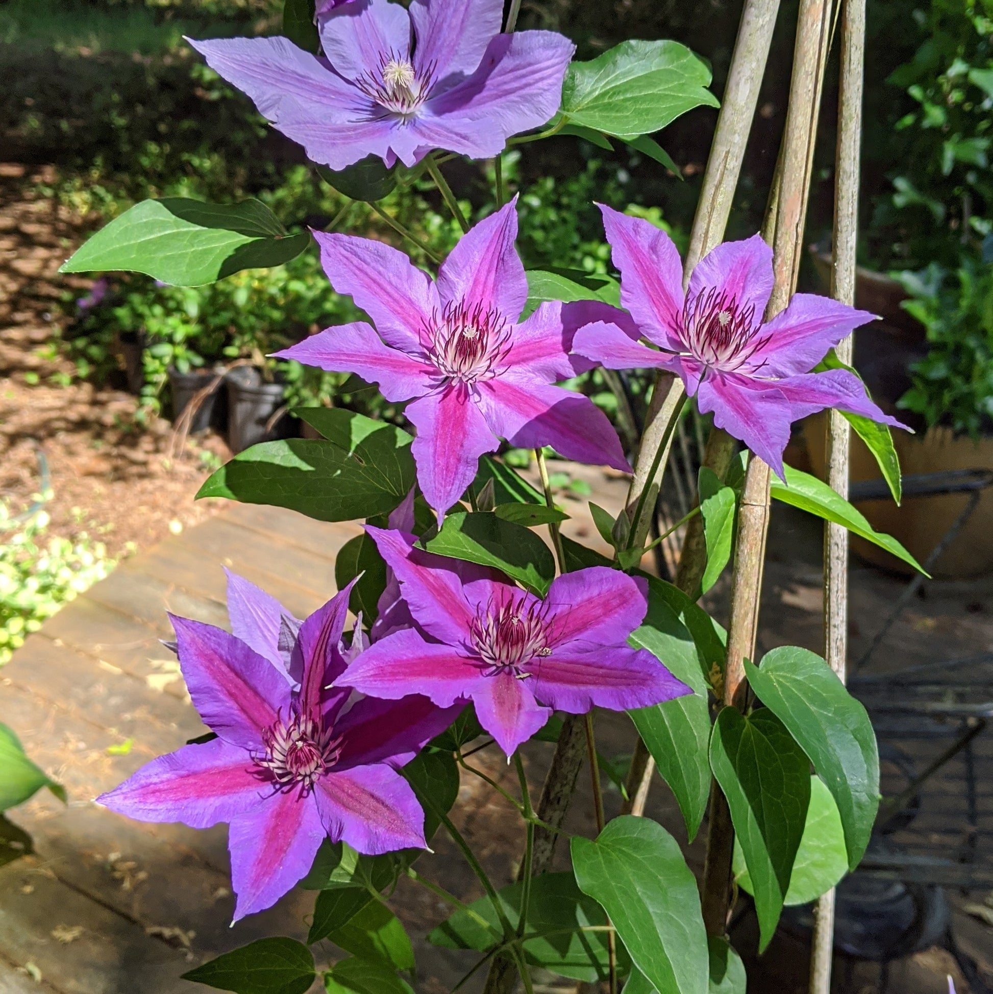 Clematis Edda, Large Flowered Clematis - Brushwood Nursery, Clematis Specialists