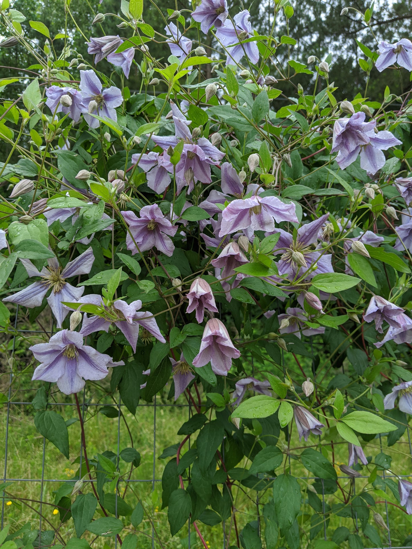 Clematis Chatsworth