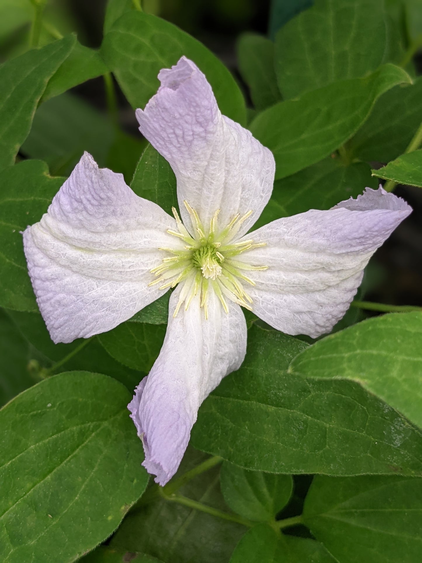 Clematis Lavender Twirl