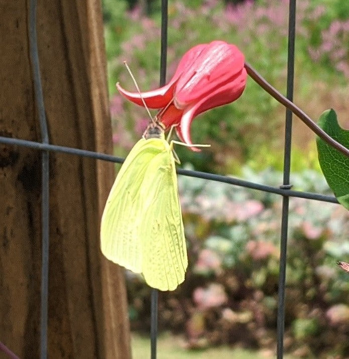 Clematis texensis