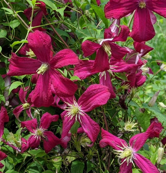 Clematis Madame Julia Correvon