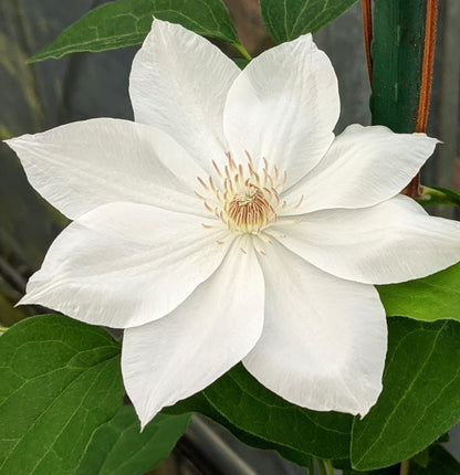 Clematis Mrs George Jackman