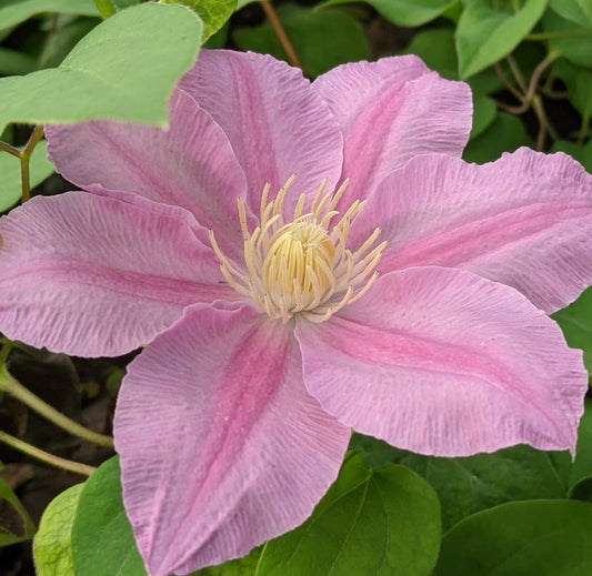 Clematis Abilene