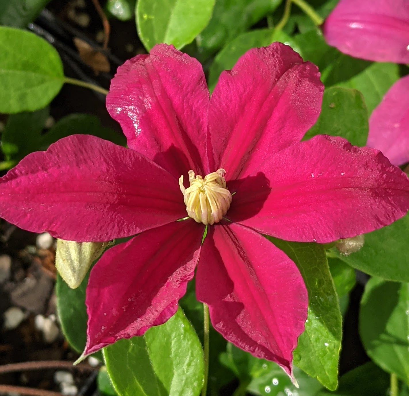 Clematis Acropolis