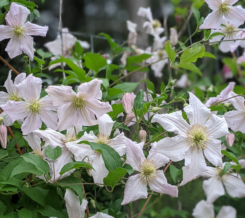 Clematis Entel | Brushwood Nursery, Clematis Specialists