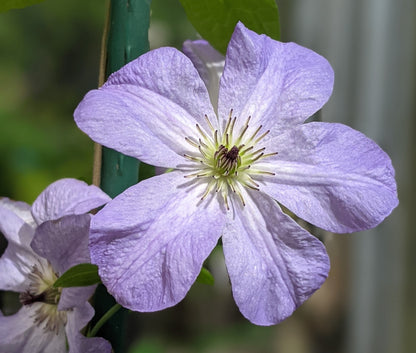 Clematis Sea Breeze