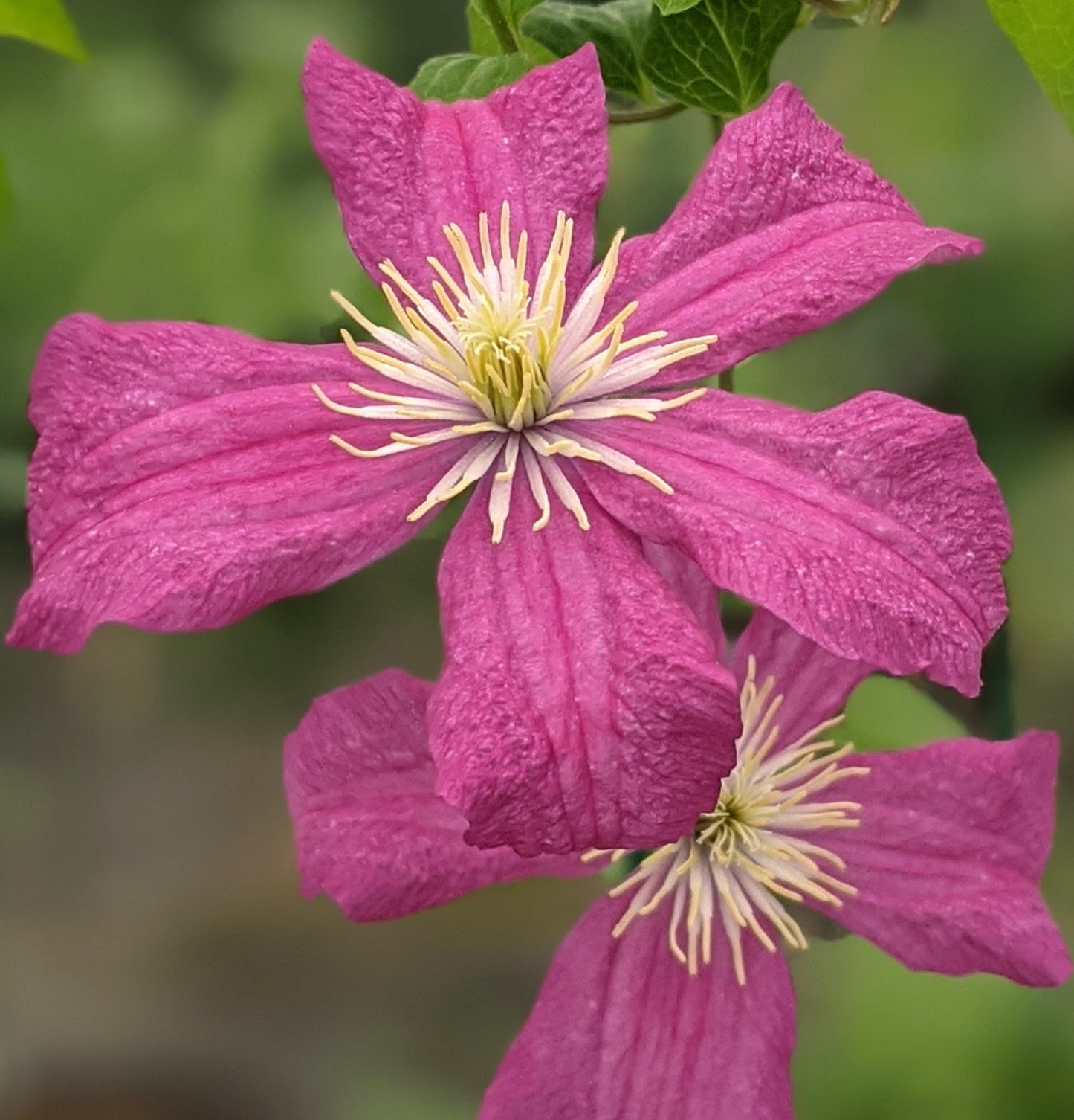 Clematis Remembrance