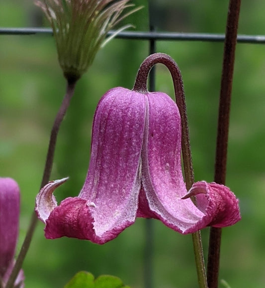 Clematis Ada Moon