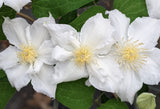 Clematis Saalomon