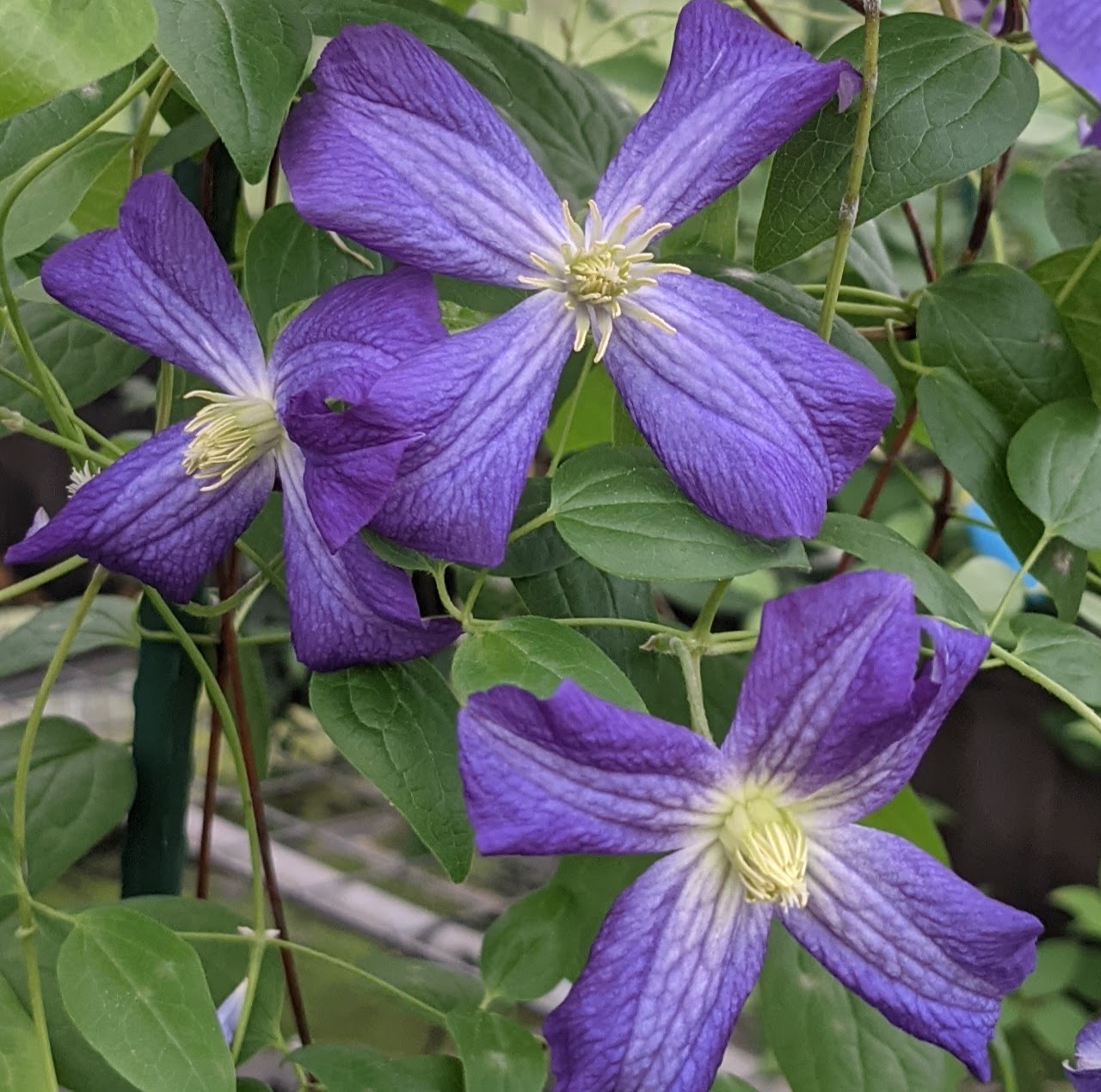 Clematis Jenny