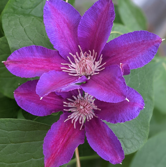 Clematis Etoile de Malicorne