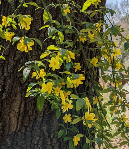 Jasminum Full Moon