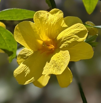 Jasminum Full Moon