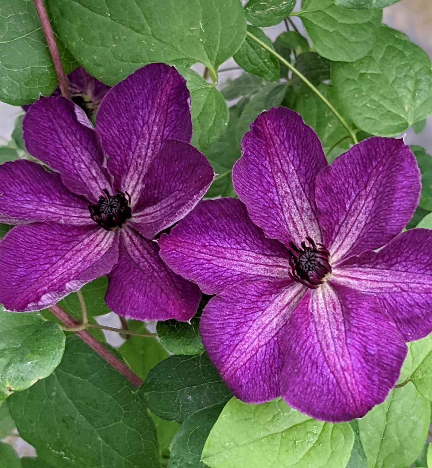 Clematis Night Veil