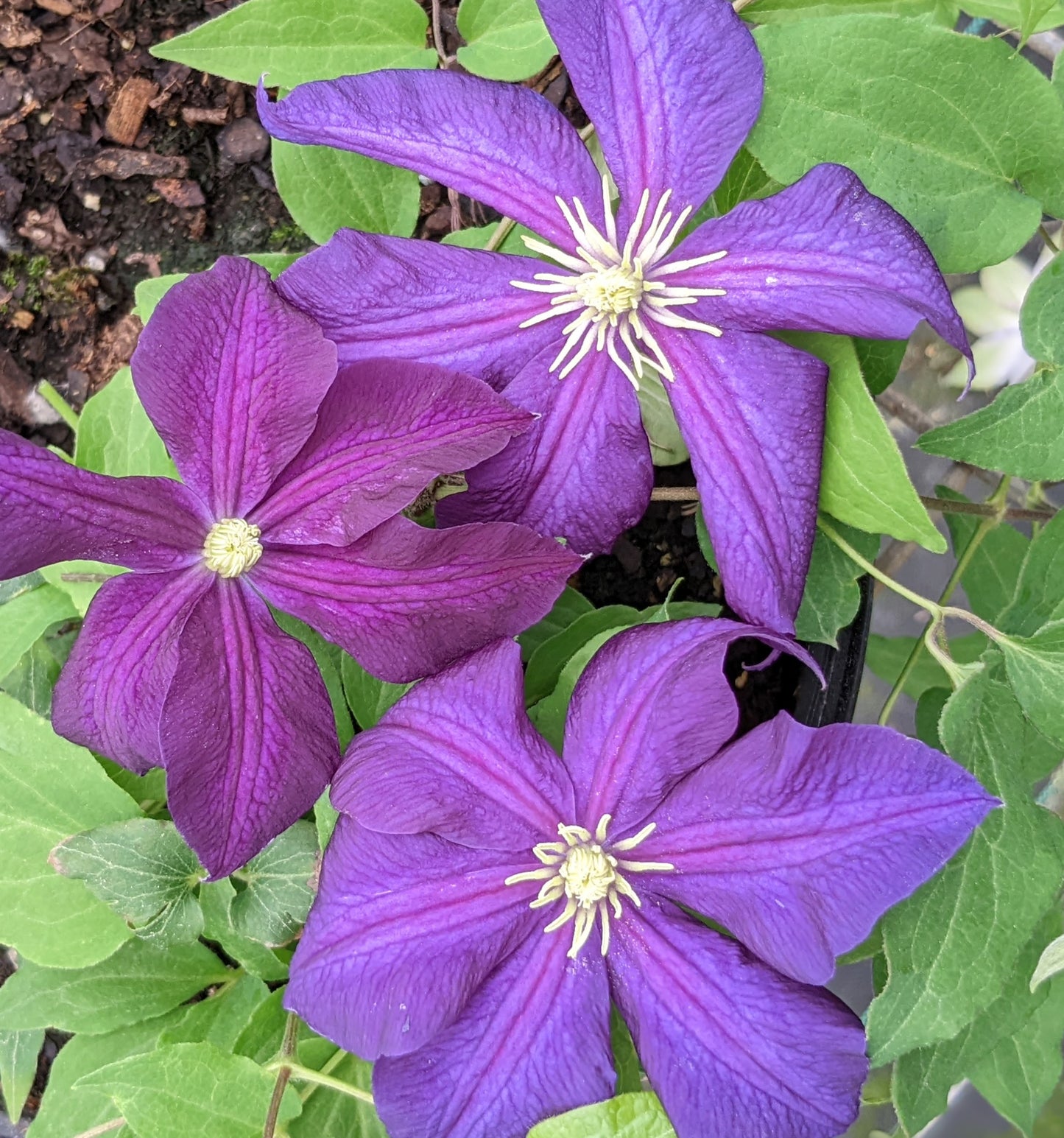 Clematis Aotearoa