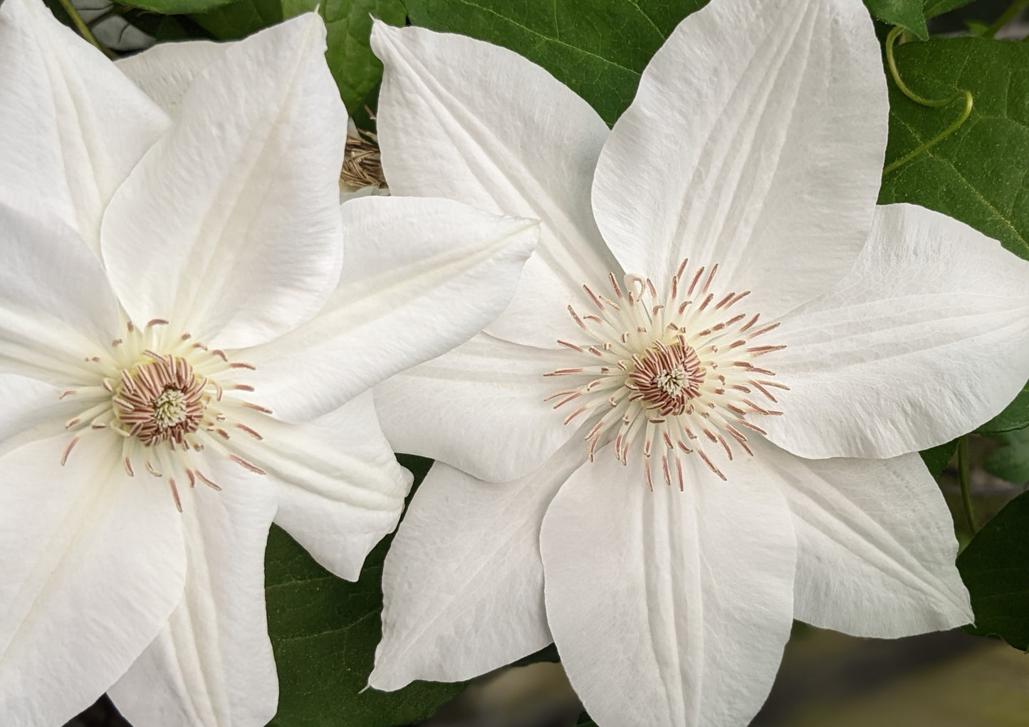 Clematis Mrs George Jackman