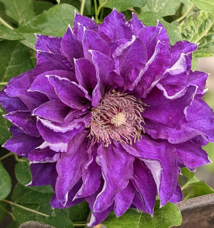 Clematis Shin-shigyoku